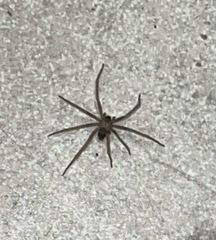 Loxosceles reclusa