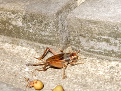 Teleogryllus occipitalis
