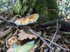 Ganoderma lucidum