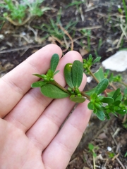 Portulaca oleracea