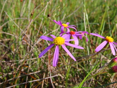 Senecio arenarius