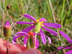 Senecio arenarius