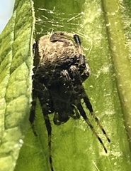Neoscona