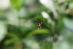 Argiope dang