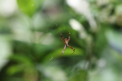 Argiope dang
