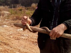 Fowlea flavipunctata