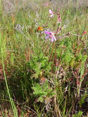 Pelargonium hirtum