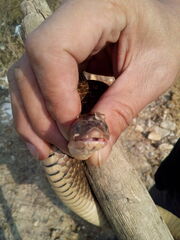 Fowlea flavipunctata