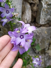 Campanula