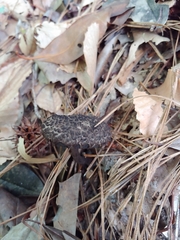 Strobilomyces strobilaceus