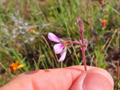 Pelargonium hirtum