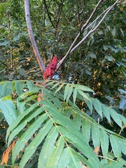 Rhus typhina
