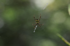 Argiope versicolor