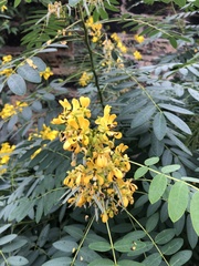 Senna hebecarpa