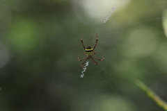 Argiope versicolor