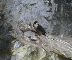 Falco peregrinus macropus