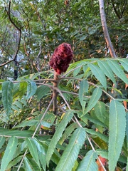 Rhus typhina