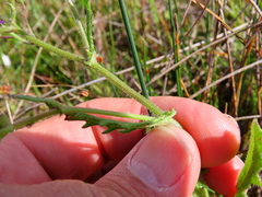 Senecio arenarius