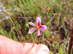 Pelargonium hirtum