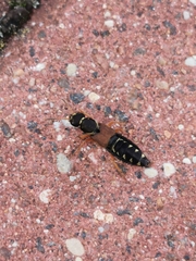 Staphylinus dimidiaticornis