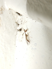 Mantispinae