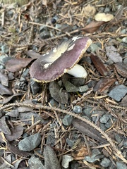 Russula queletii