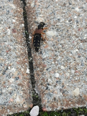 Staphylinus dimidiaticornis