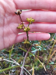 Scheuchzeria palustris