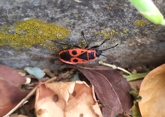 Pyrrhocoris apterus