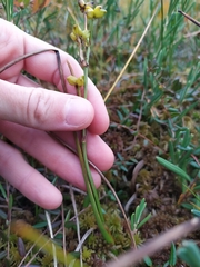 Scheuchzeria palustris
