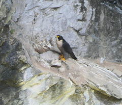 Falco peregrinus macropus
