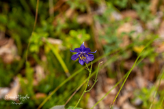 Aquilegia confusa