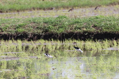 Himantopus himantopus