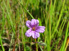 Erodium botrys