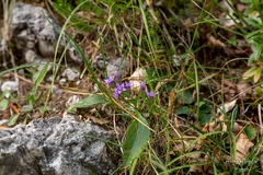 Gentianella anisodonta