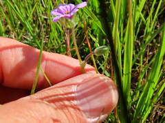 Erodium botrys