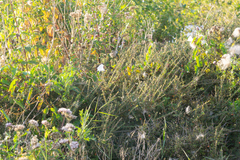 Cotoneaster integrifolius