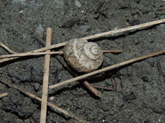 Amphibola crenata