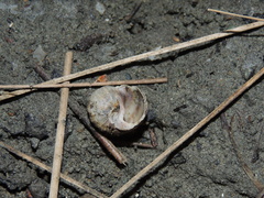Amphibola crenata