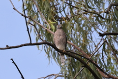 Accipiter badius