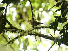 Myiobius villosus