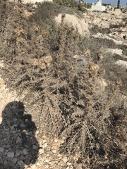 Echinops spinosissimus