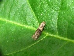 Pigritia