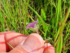 Erodium botrys
