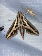 Eumorpha fasciatus