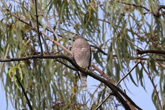 Accipiter badius