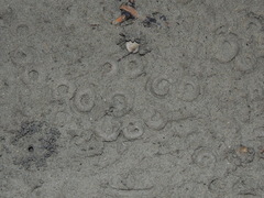 Amphibola crenata