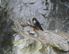 Falco peregrinus macropus
