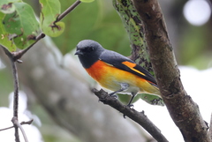 Pericrocotus cinnamomeus