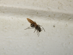 Myrma